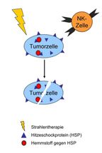 Molekulare Ansätze verbessern Wirkung der Strahlentherapie bei Tumoren