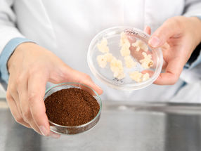 Coffee cell cultures (right) and roasted coffee produced by VTT's cellular agriculture method