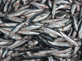 Peruanische Anchovis