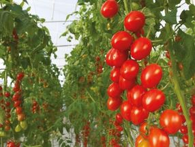 Bayer will launch its organic vegetable seed portfolio in 2022, focusing on key crops for the greenhouse and greenhouses markets