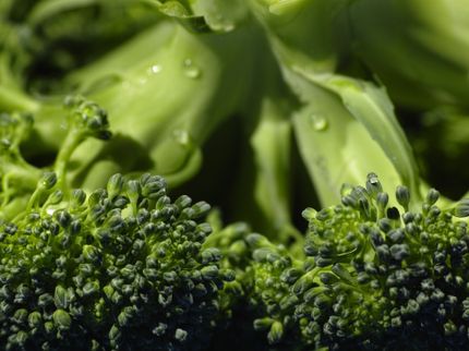 Die Abneigung von Kindern gegen Blumenkohl und Brokkoli könnte in ihrem Mikrobiom verankert sein