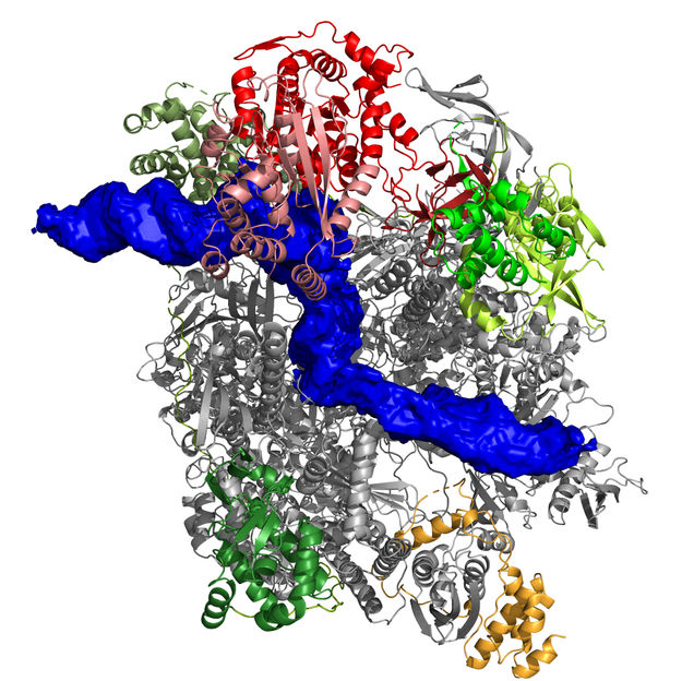 Wie Pockenviren sich vermehren - Erstmals die Polymerase von Vaccinia-Viren auf atomarer Ebene bei der Arbeit beobachtet