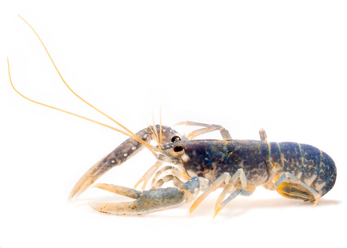 Ageing The Unageable - Researchers Develop New Way To Age Lobsters