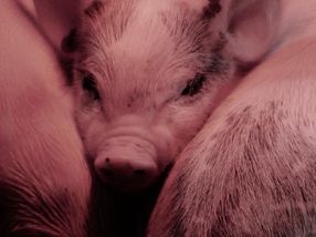 Schweinehalter begrüßen Billigangebote für Schweinefleisch