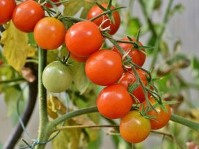 vaccines against viral diseases in tomatoes and courgettes