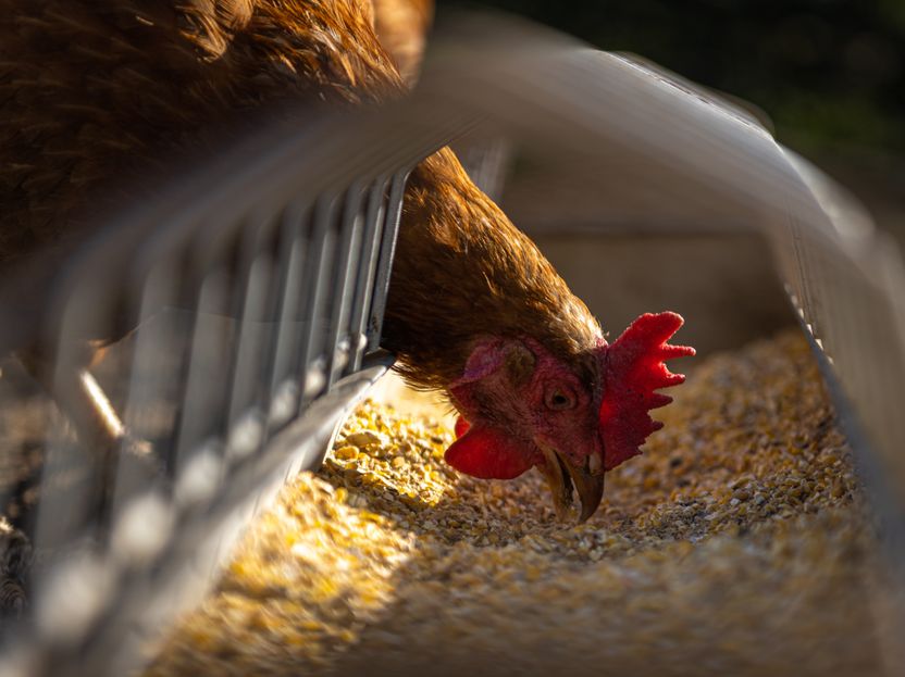 Geflügelwirtschaft: Viele Landwirte lassen Ställe leer stehen