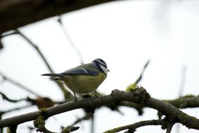 © MPI für Ornithologie