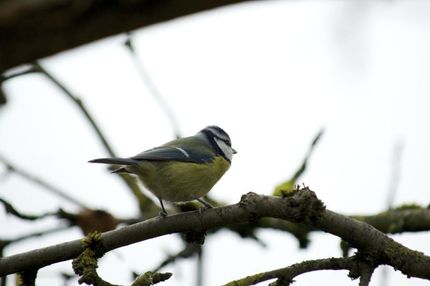 MPI für Ornithologie