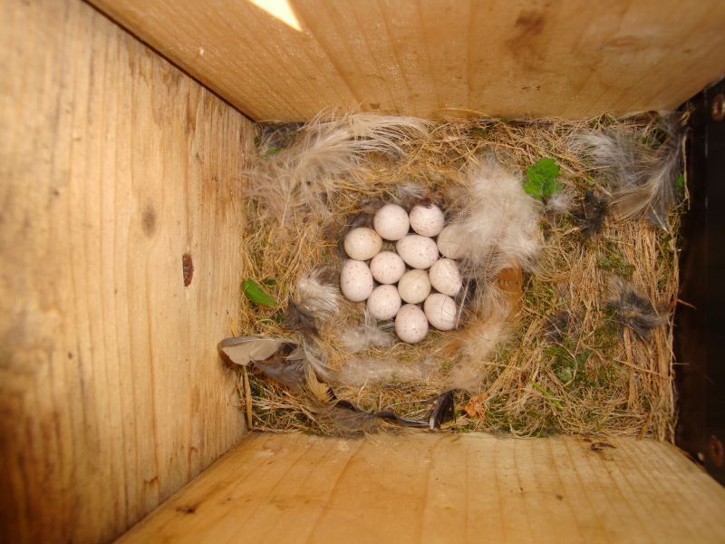 © MPI für Ornithologie