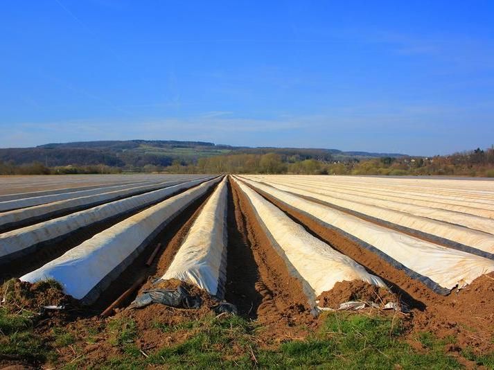 Eliminating microplastics on farmland - Biodegradable paper replaces plastic films