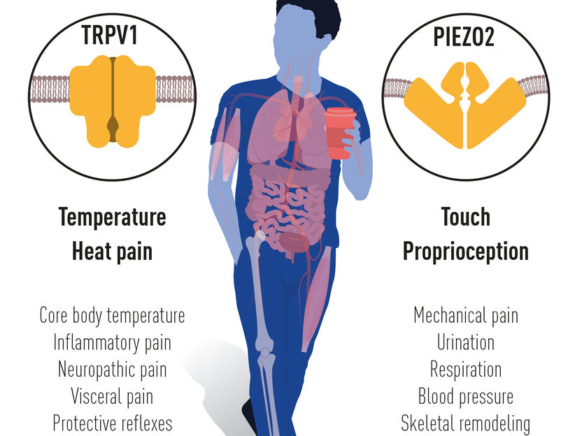 © The Nobel Committee for Physiology or Medicine. Illustrator: Mattias Karlén