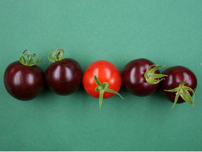 Violette Tomaten im Vergleich zu einer nicht veränderten Frucht (Mitte).