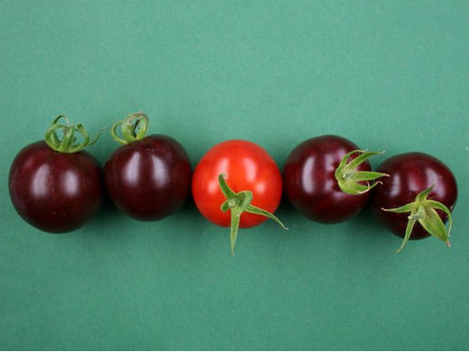 Lila Tomaten durch Farbstoff aus der Roten Beete