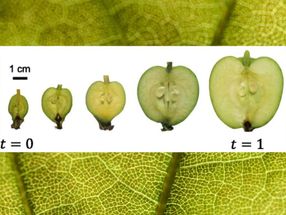 Experimentelle Messungen von Apfelquerschnitten in verschiedenen Wachstumsstadien