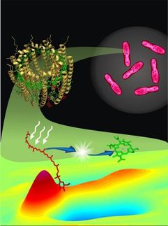 Carotenoids in purple bacteria and photosynthesis