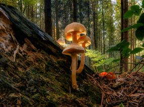 The hidden talent of fungi