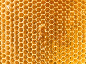 Zu viel Regen bei der Nektarsuche: Honigernte fällt mickrig aus
