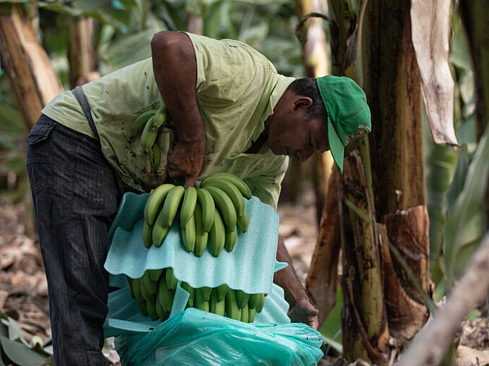 Fairtrade Increases Banana Minimum Price as Producers Face ‘Financial Squeeze’ - The Fairtrade Minimum Price will provide ‘vital support’ to struggling producers