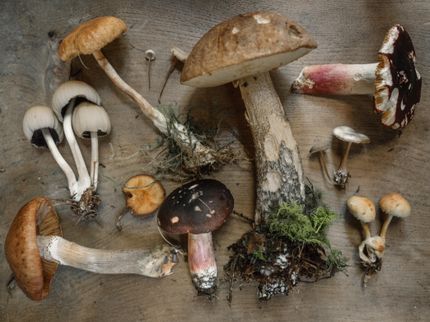 Mushroom consumption may lower risk of depression