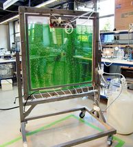 Wasserstoff aus Mikroalgen_Wissenschaftler arbeiten an hocheffizienten Verfahren