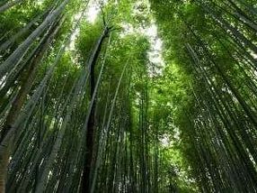 3,5 Millionen Setzlinge: Nestlé pflanzt Bambus und einheimische Bäume auf den Philippinen
