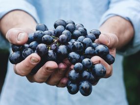 ¡Salud! La pulpa de las uvas rojas del vino ofrece una gran cantidad de nutrientes