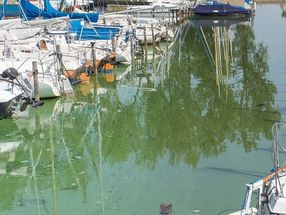 Una nueva herramienta puede identificar las algas azul-verde dañinas
