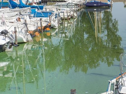 New tool can identify harmful blue-green algae