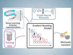Schematic presentation of the prediction process for Michaelis constants of enzymes using deep learning methods