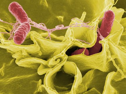 Portal lebensmittelwarnung.de wird zehn Jahre alt