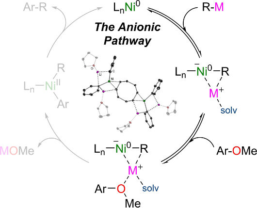 Anionisches Nickel - Nickelkatalysierte Kreuzkupplung von aromatischen Ethern verläuft über ein Nickelat-Ion