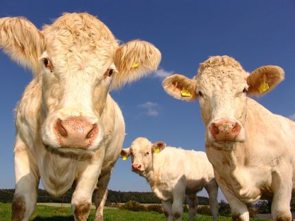 ¿Cómo podemos seguir comiendo carne si no deseamos ningún mal a los animales?