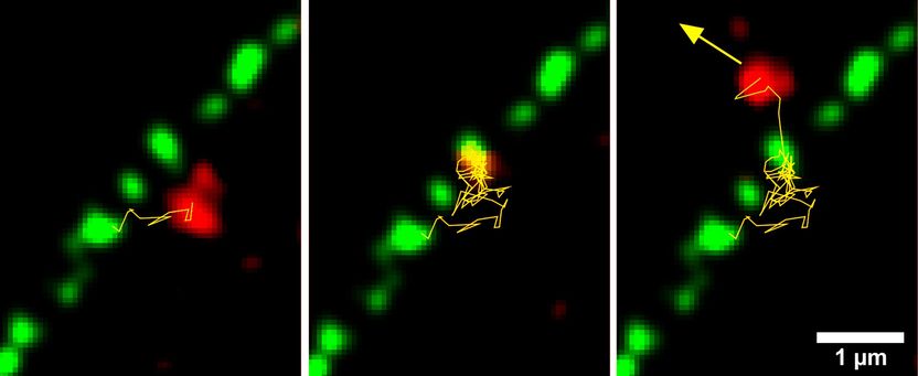 Researchers film fundamental life process - Study provides more detailed insights into the formation of ribosomes