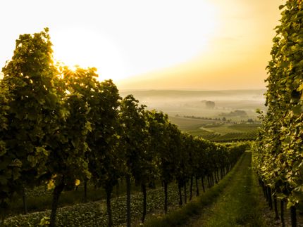 Deutsches Weininstitut erwartet fruchtbetonten Jahrgang