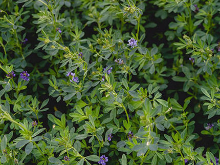 Join the Uni Food Day about development of healthy foods
