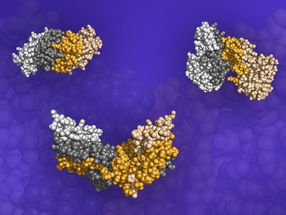 Can proteins bind based only on their shapes?