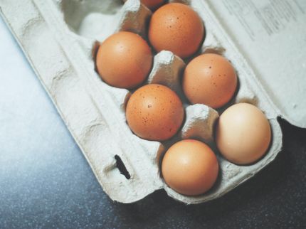 Häufigerer Verzehr von Eiern im Säuglingsalter geht mit einer geringeren späteren Ei-Allergie einher