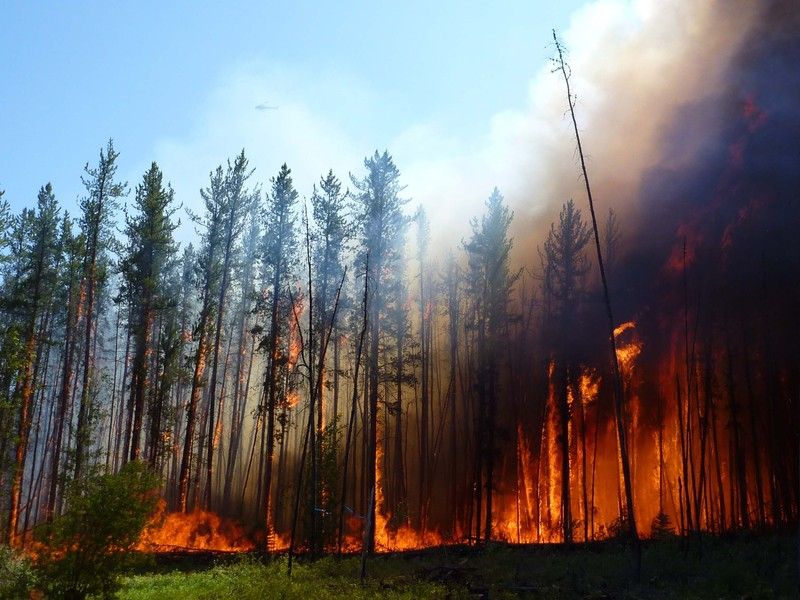 Riesige Mengen Holzkohle enden im Ozean - Die Rückstände von Waldbränden werden aus dem Boden gelöst und über Flüsse ins Meer transportiert