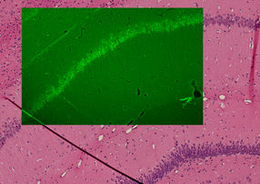 Cold-blooded research has hearts thumping