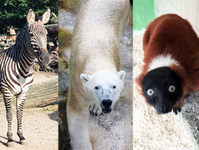 Zoo animals teach lessons about a healthy microbiome