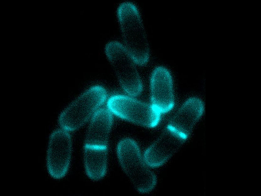 Previously unknown mode of bacterial growth discovered - Research teams use imaging and modelling to explain why single bacterial cells do not always grow exponentially