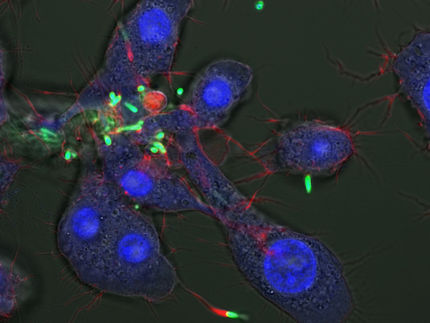 Forscher töten gefährliche Bakterien mit Nanopartikeln