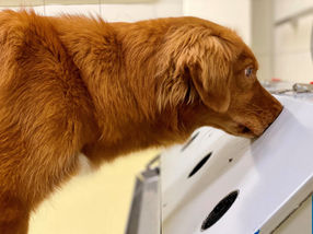 Hunde können SARS-CoV-2 von 15 anderen viralen Atemwegsinfektionen unterscheiden