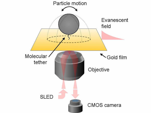 Adapted with permission from Three-Dimensional Tracking of Tethered Particles for Probing Nanometer-Scale Single-Molecule Dynamics Using a Plasmonic Microscope Copyright 2021 American Chemical Society.
