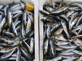 Fisch aus Schleswig-Holsteins Seen macht nur noch Wenige satt