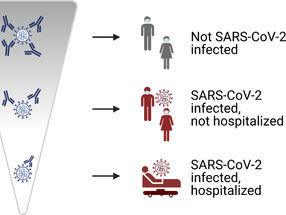 La exposición a coronavirus inofensivos aumenta la inmunidad al SARS-CoV-2