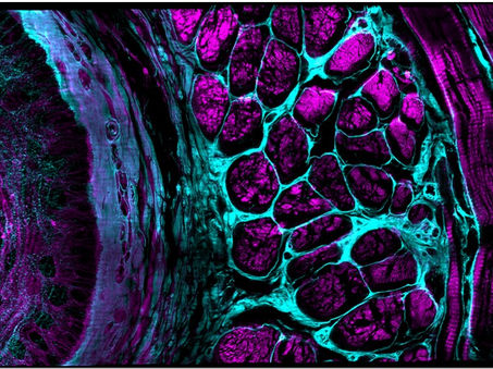 Yicong Wu and Xiaofei Han et al, Nature, 2021