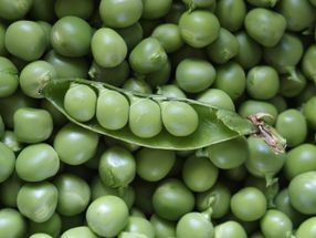 DSM adquiere Vestkorn Milling para acelerar el crecimiento de las proteínas vegetales