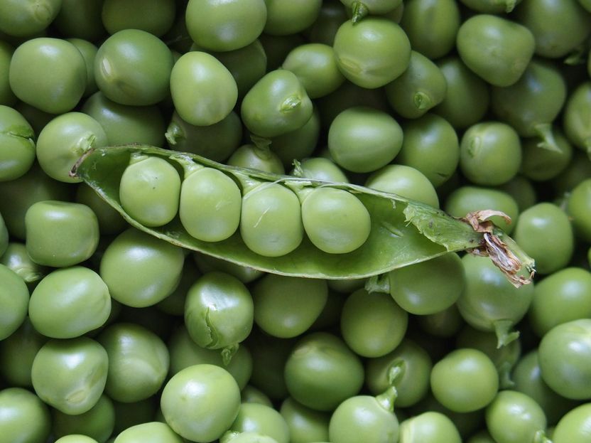 La judía verde, una adopción de gran valor nutricional