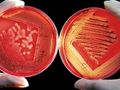 New antibiotics by gene editing